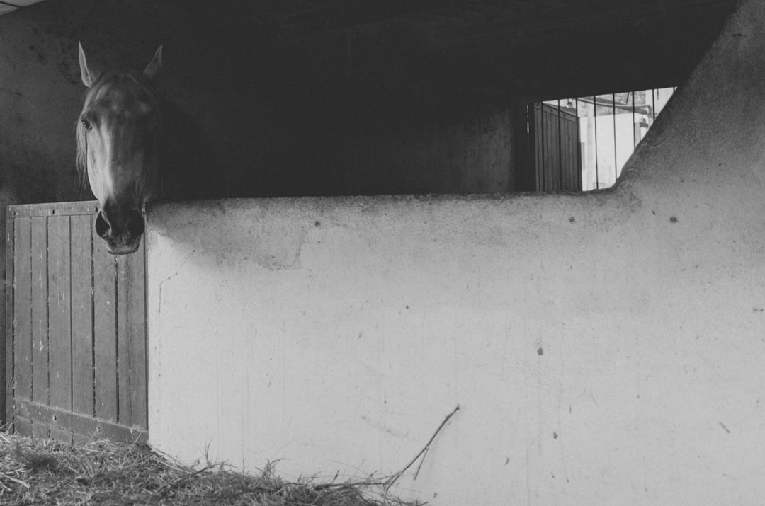 Hufgeschwür beim Pferd erkennen