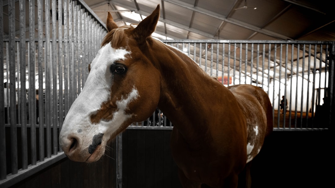 Pferd hustet bei Belastung