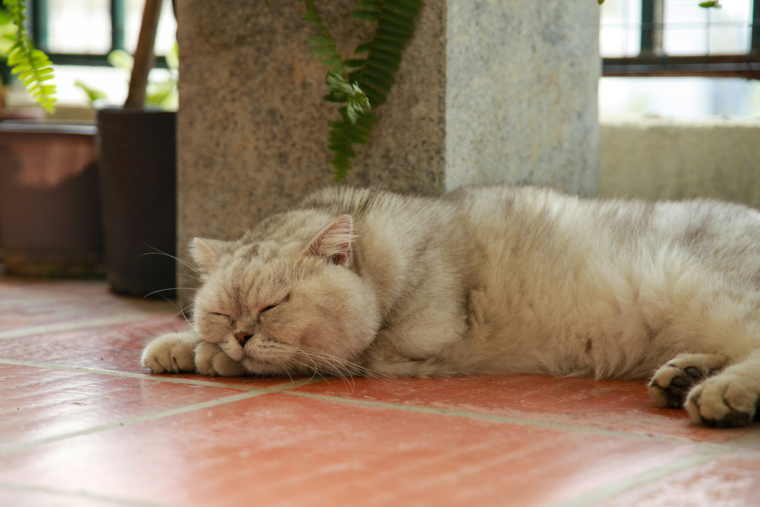 arthrose cat scaled — Knochenbrecher Ostfriesland