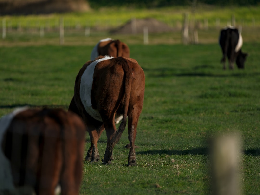 Jungvieh hustet im kalten Offenfrontstall