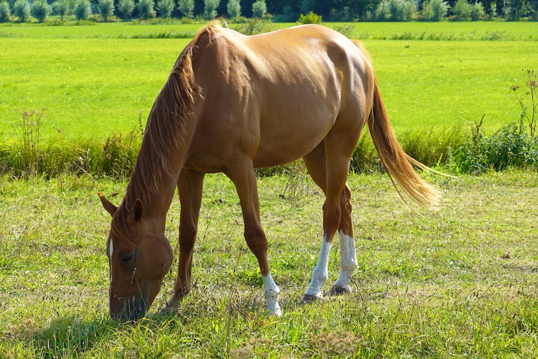 EMS beim Pferd — Equines Metabolisches Syndrom: Ein umfassender Leitfaden für Pferdebesitzer
