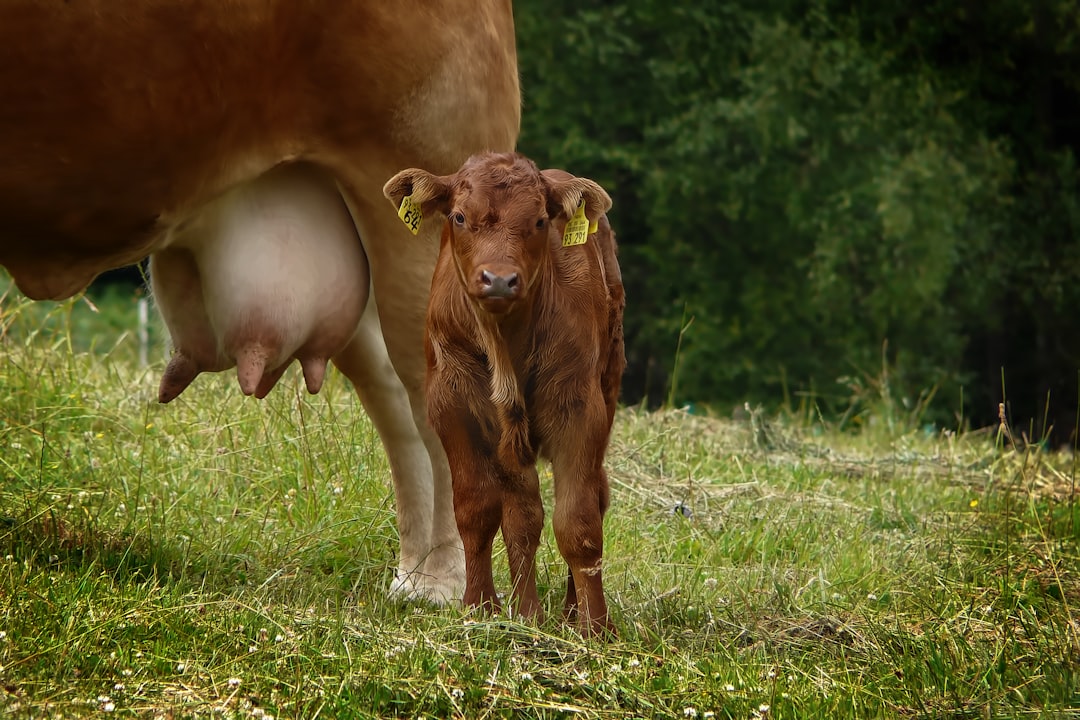 Kalb Husten kalter Stall