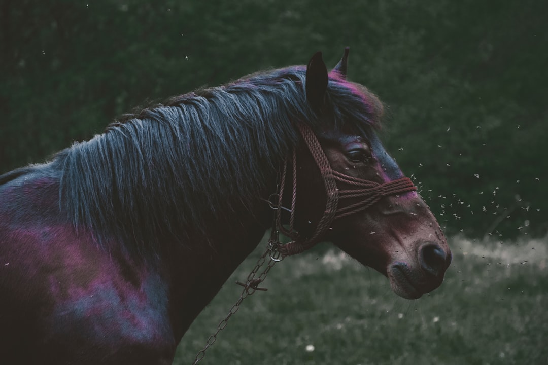 Spat Pferd Erfahrungen