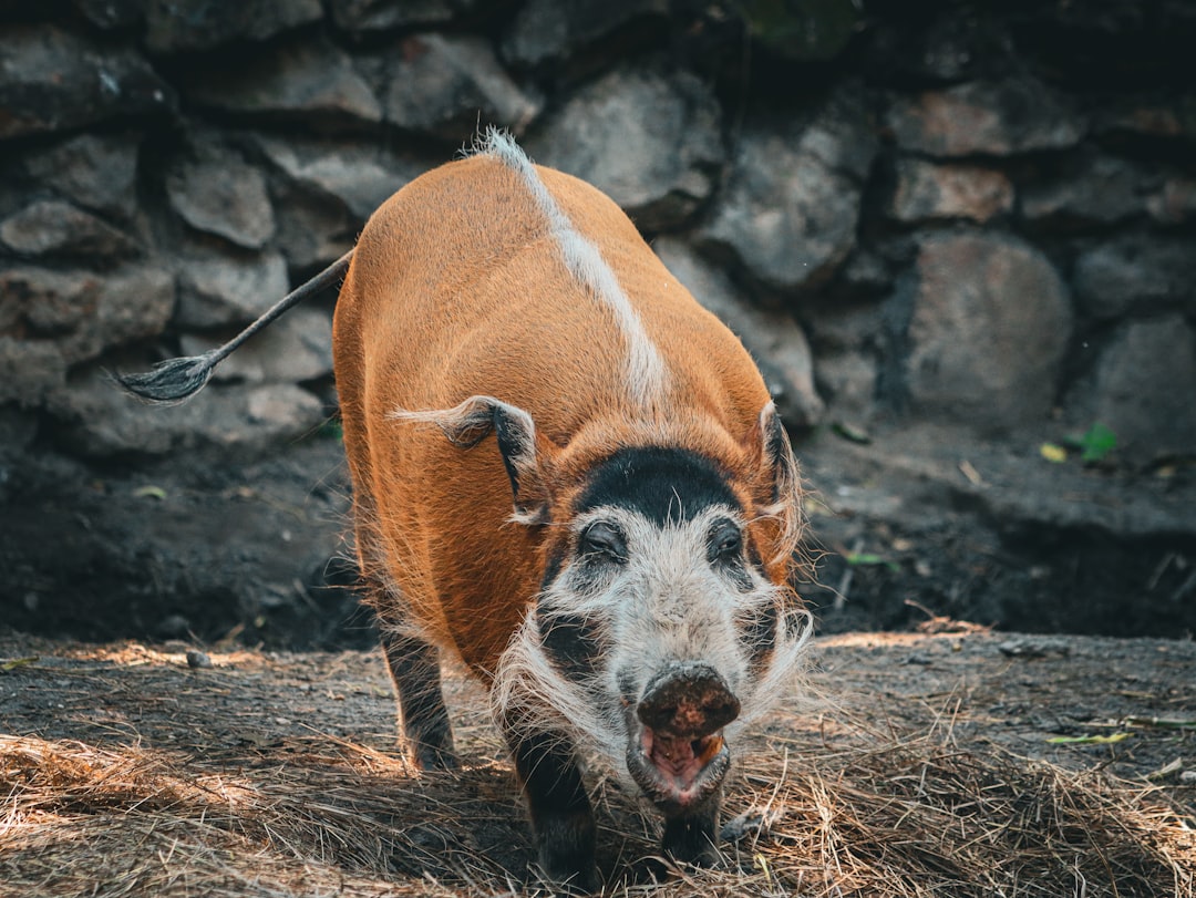 Foto von Nikola Tomašić auf Unsplash