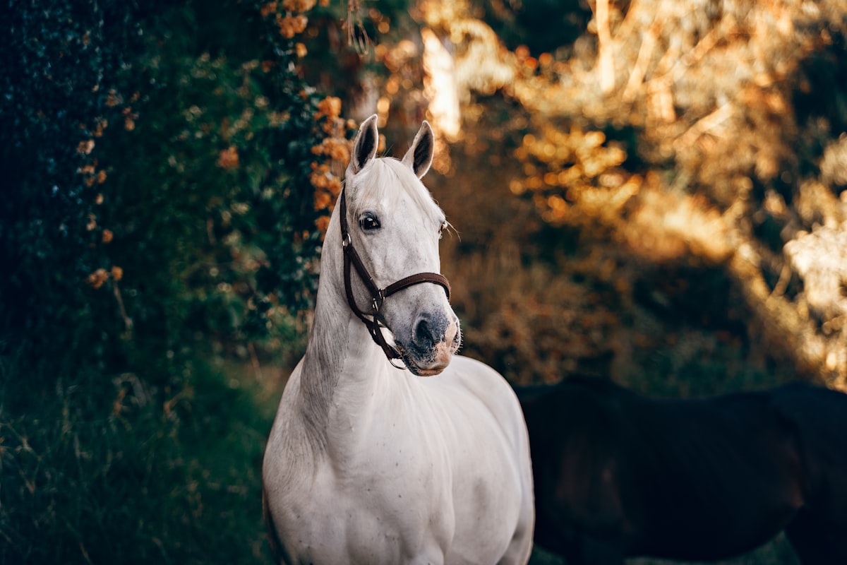 Pferd mit geschwollenem Fesselgelenk — typisches Zeichen einer Sehnenscheidenentzündung an der Vorderhand