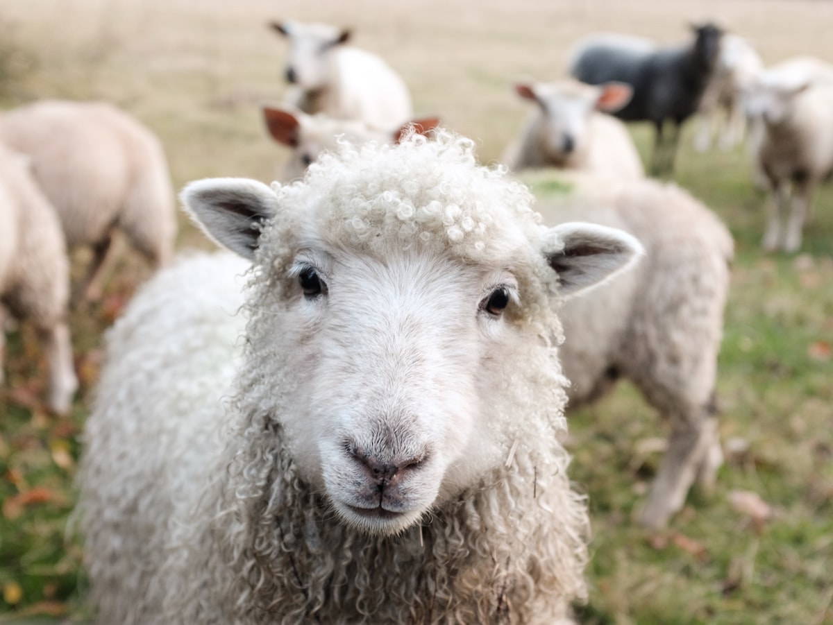 Schaf mit Lahmheit auf der Weide — Diagnose-Algorithmus für Tierhalter