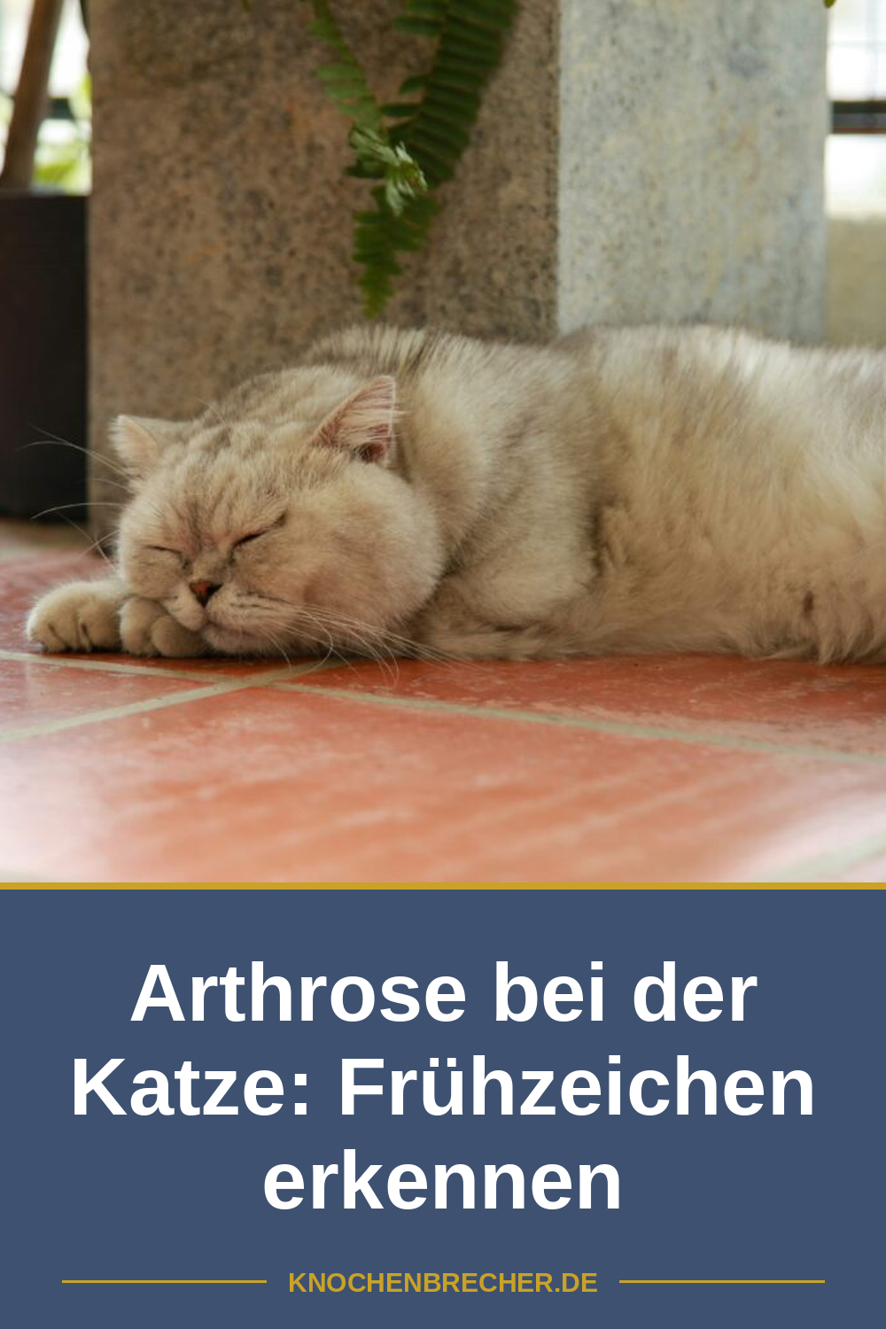 Katze FLUTD: Wenn die Blase streikt — Ursachen, Symptome & Hilfe