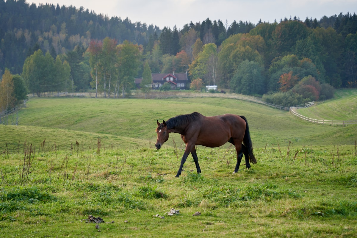 Pferd in Bewegung auf der Weide mit Blick auf die Hinterhand — Lahmheit hinten erkennen