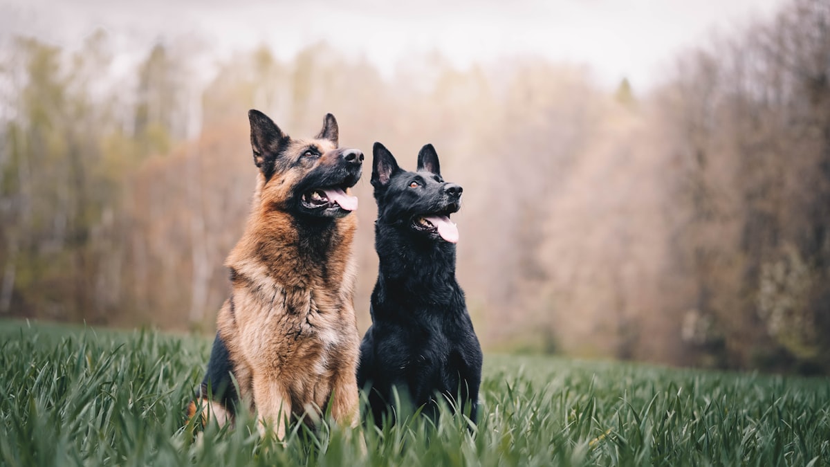 Hund Hüftdysplasie (HD): So erkennst du die Krankheit früh