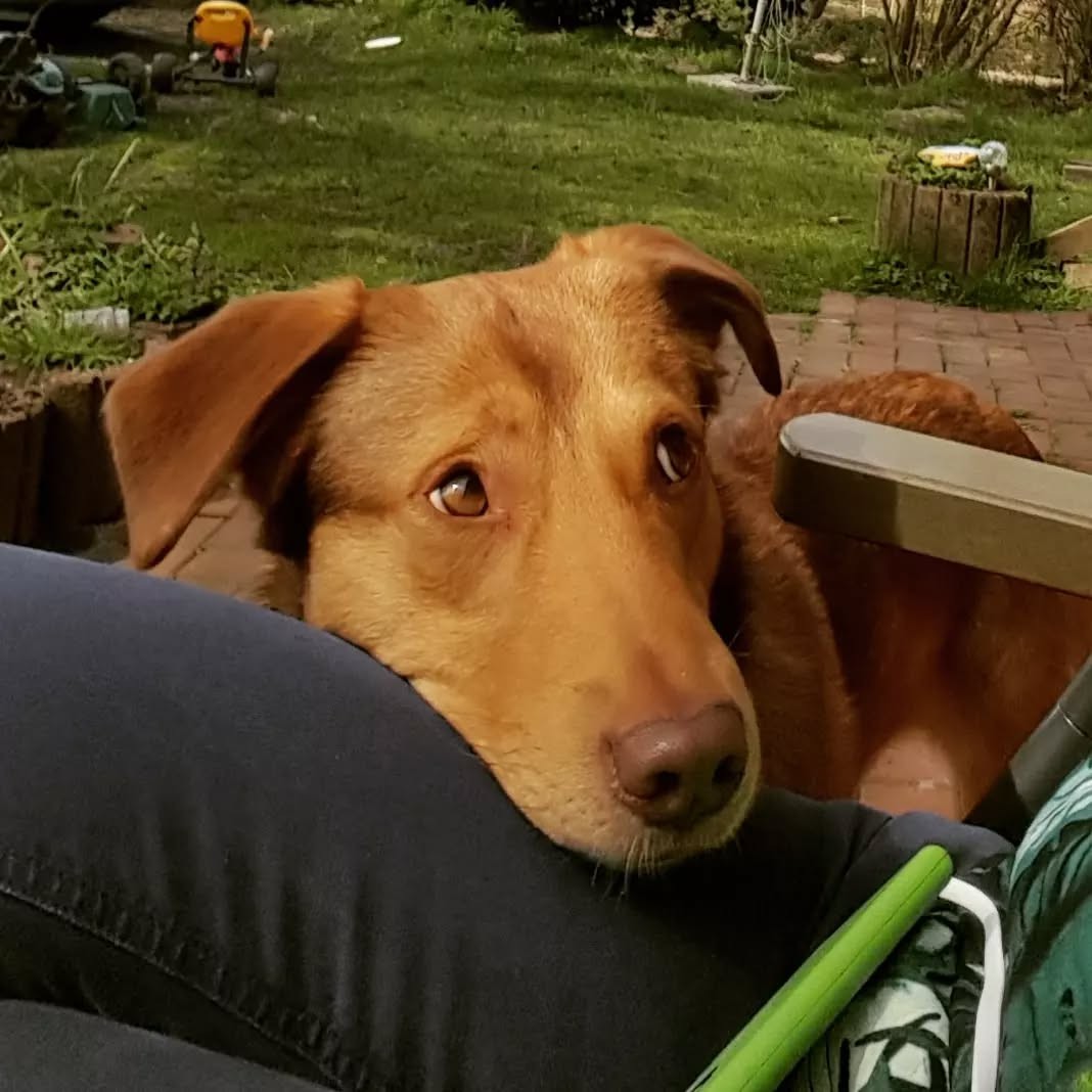 Hund zieht Hinterbein nach? Ursachen & Hilfe vom Knochenbrecher