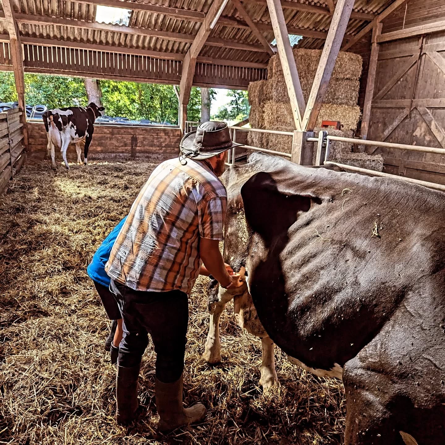 Marco Tjaden im Stall bei mehreren Rindern in Ostfriesland
