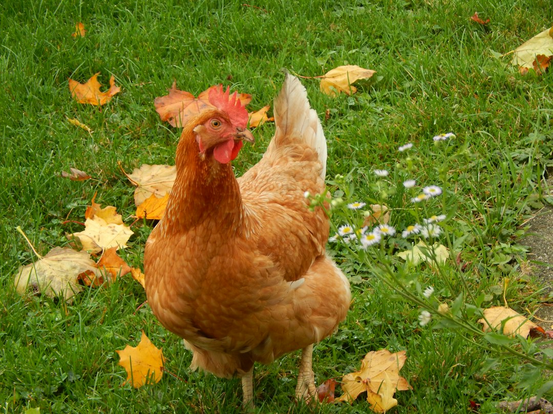 Braunes Huhn steht auf einer Wiese — Bewegungsstörungen beim Huhn erkennen