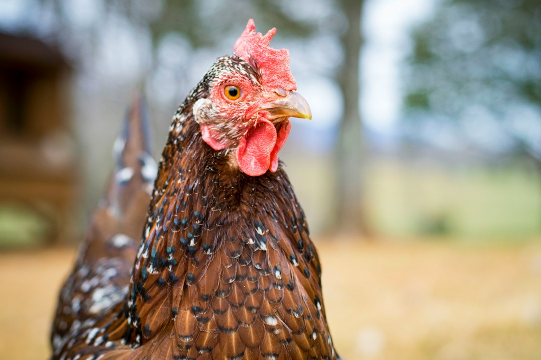 Geschecktes Huhn im Porträt — Legenot bei Hühnern erkennen